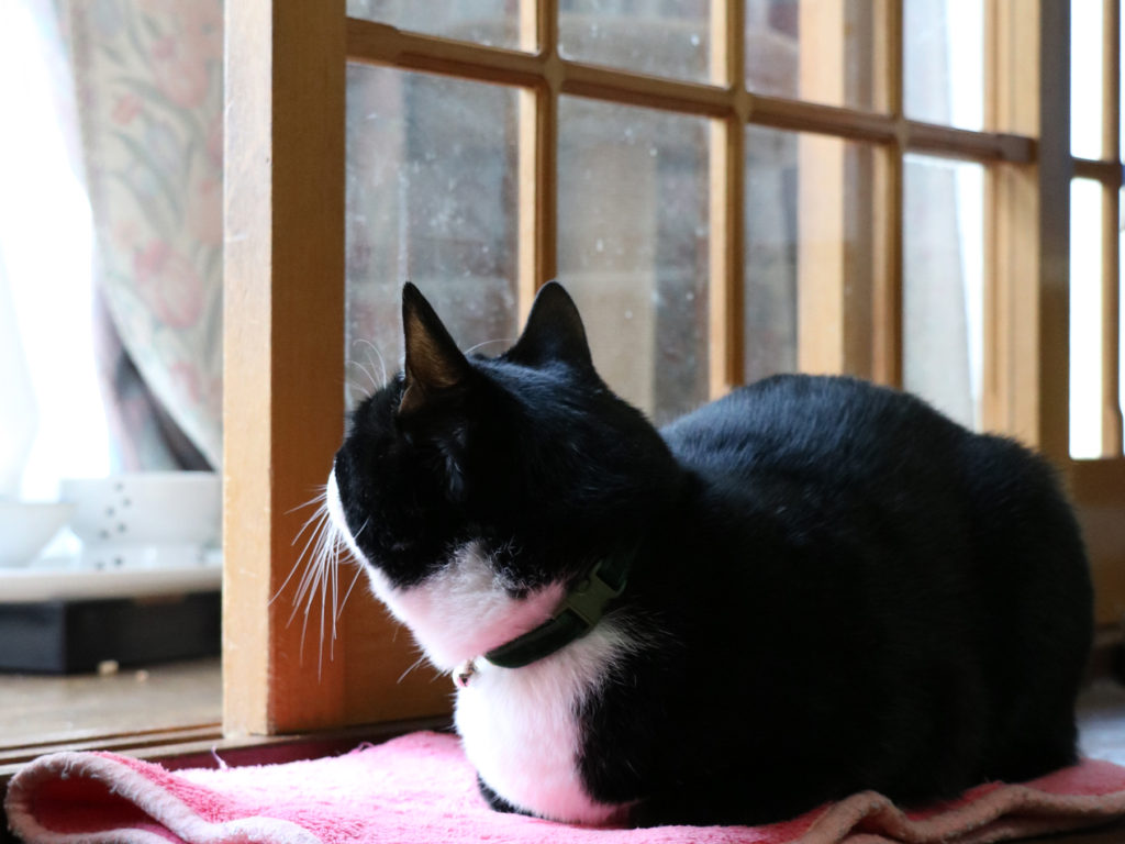 toiro】猫に学ぶ発達障がい3 ～本人だけにわかるこだわり編～  大阪府 