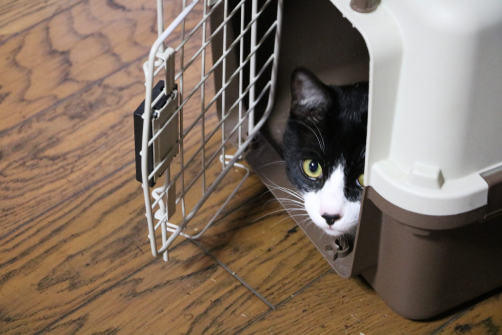 toiro】猫に学ぶ発達障がい8・不安はエネルギー  大阪府高槻・茨木 